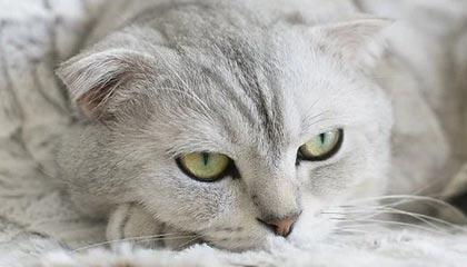 九游-费城76人总经理对未来转会市场信心十足，期待爆发，费城76人队百科